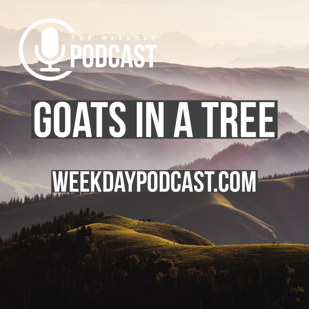 Goats in a Tree